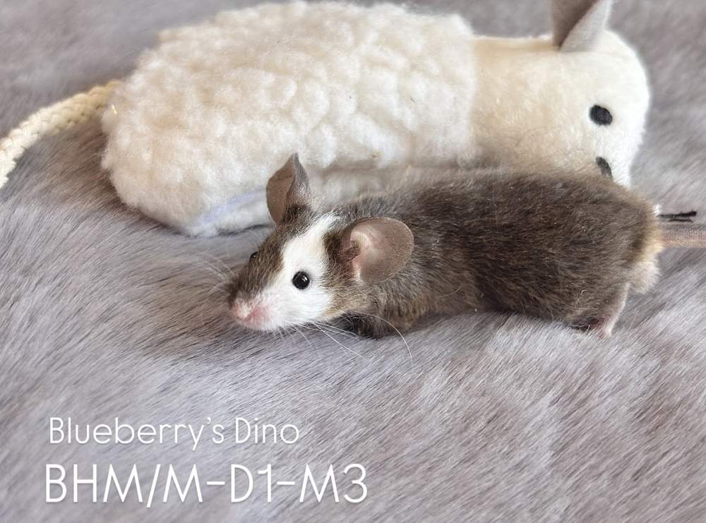 Fancy mouse Pet only Mus musculus 