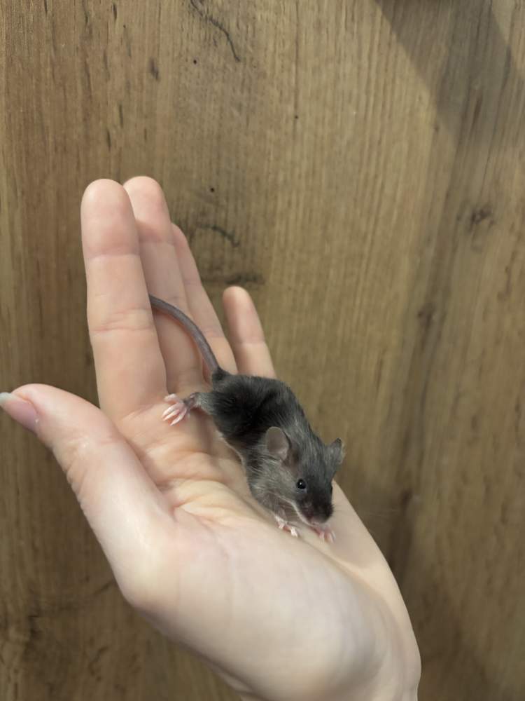 Fancy mouse Pet only Mus musculus 