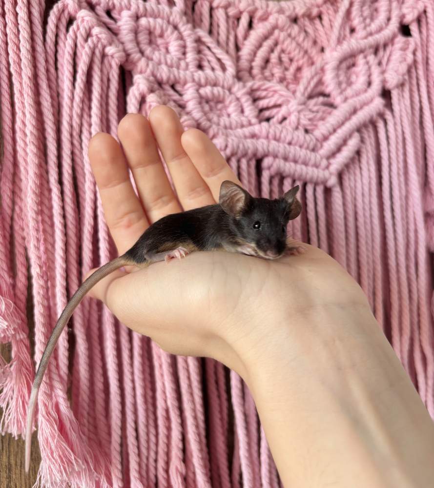 Fancy mouse Breeder Mus musculus 