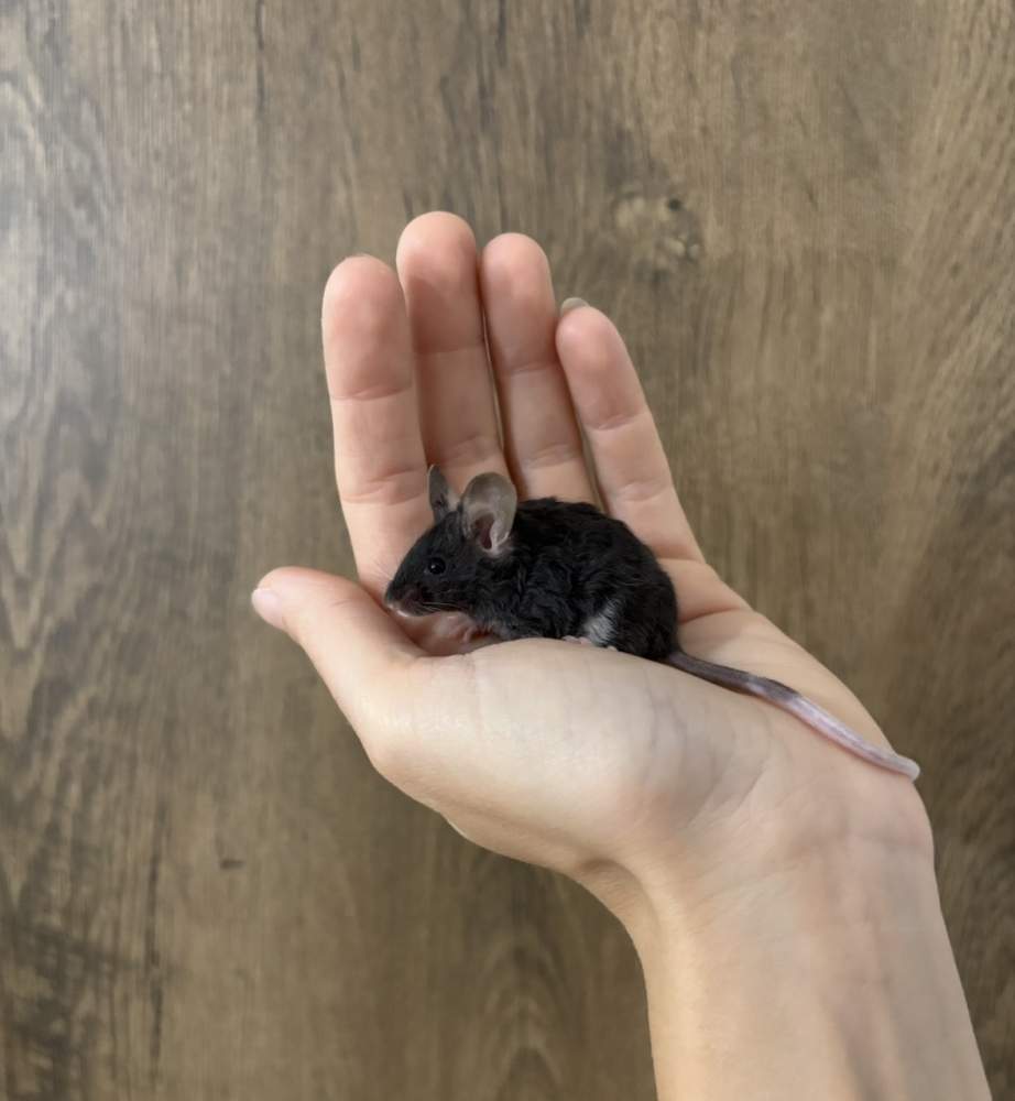 Fancy mouse Pet only Mus musculus 