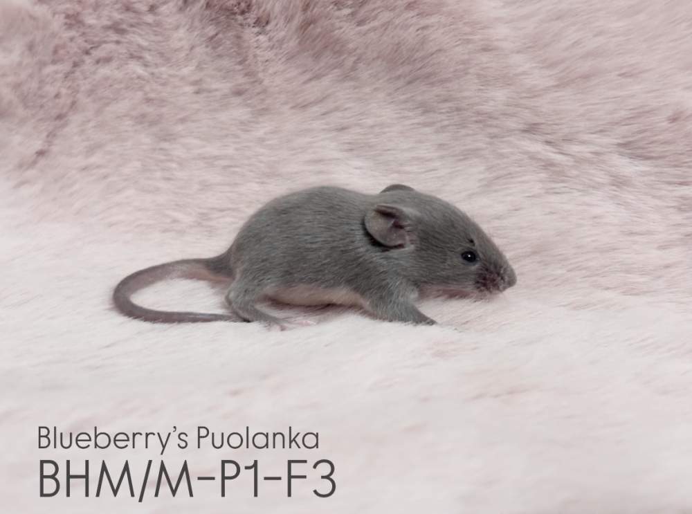 Fancy mouse Pet only Mus musculus 