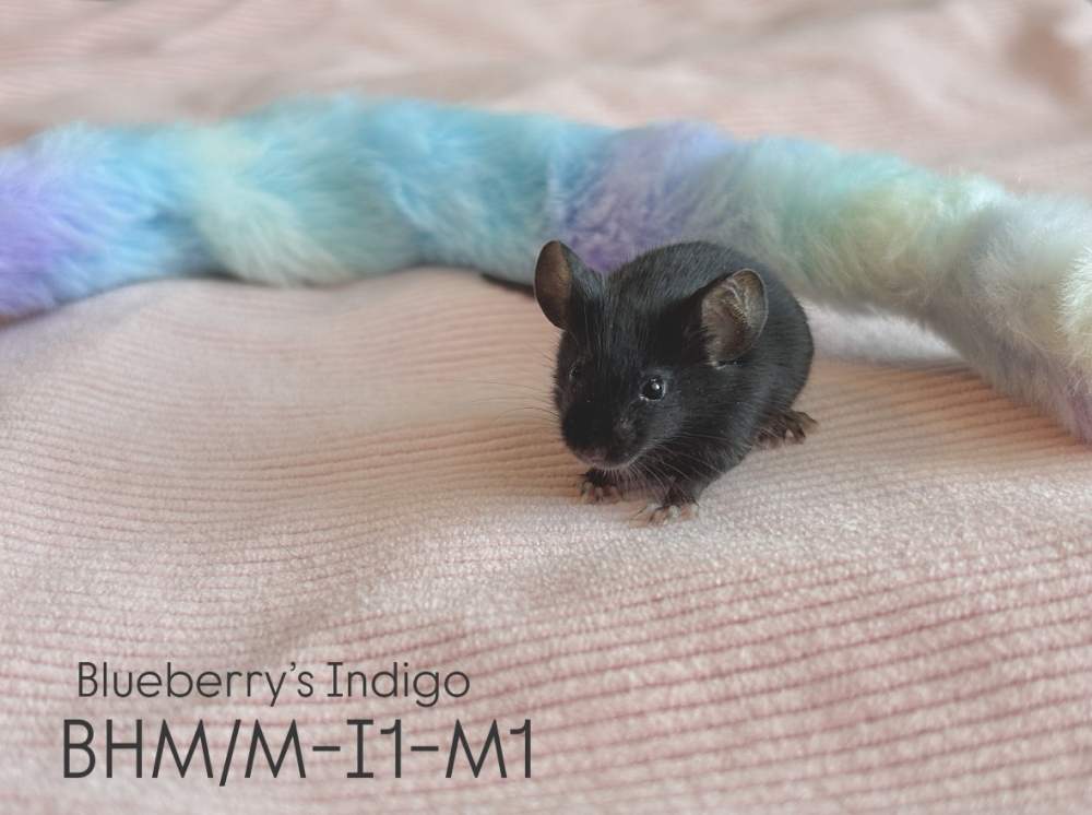 Fancy mouse Breeder Mus musculus 