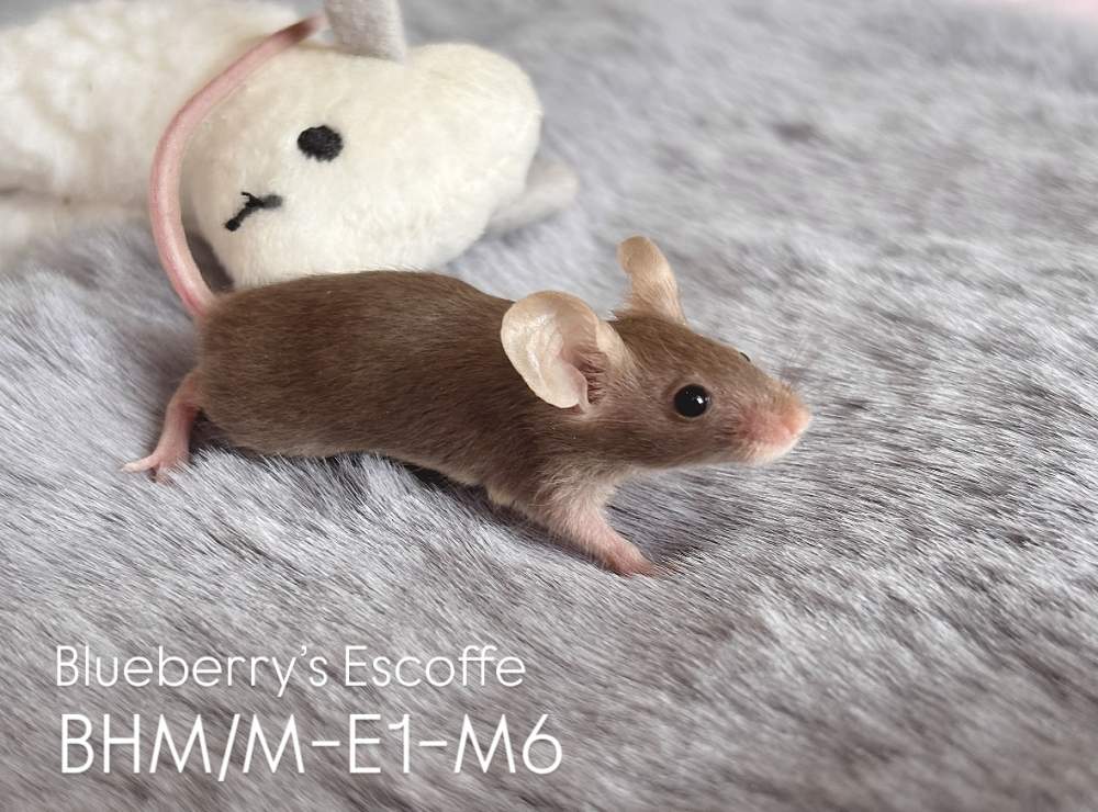 Fancy mouse Pet only Mus musculus 