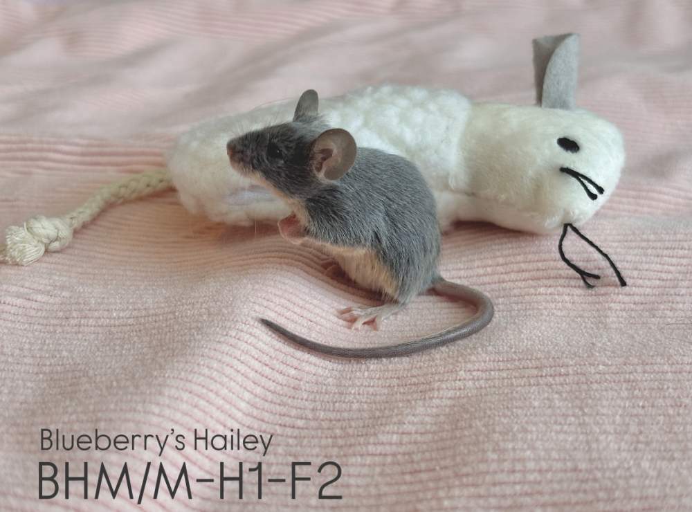 Fancy mouse Pet only Mus musculus 
