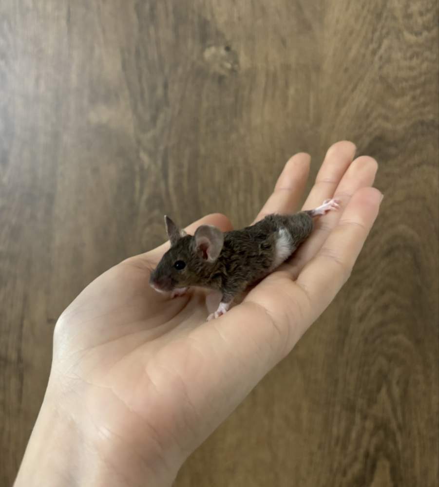Fancy mouse Pet only Mus musculus 