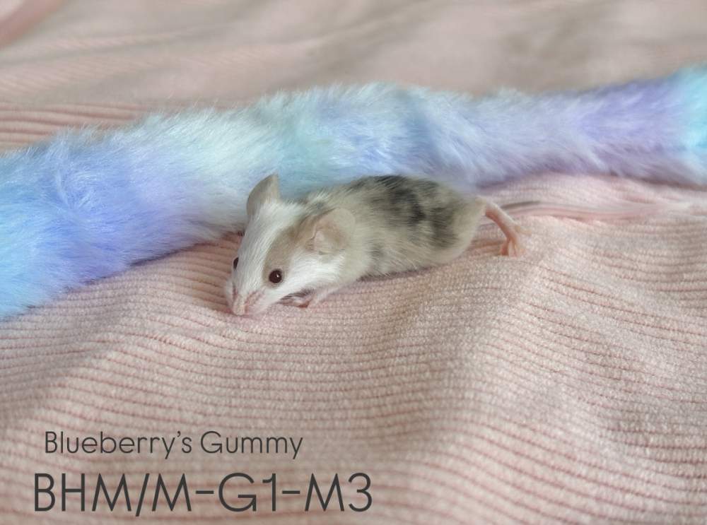 Fancy mouse Pet only Mus musculus 