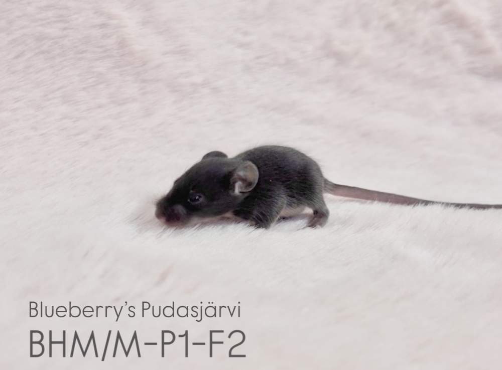 Fancy mouse Pet only Mus musculus 