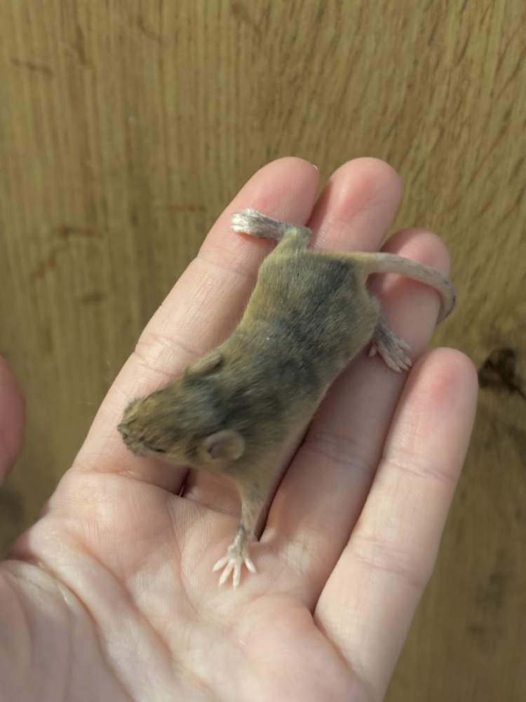 Fancy mouse Breeder Mus musculus 