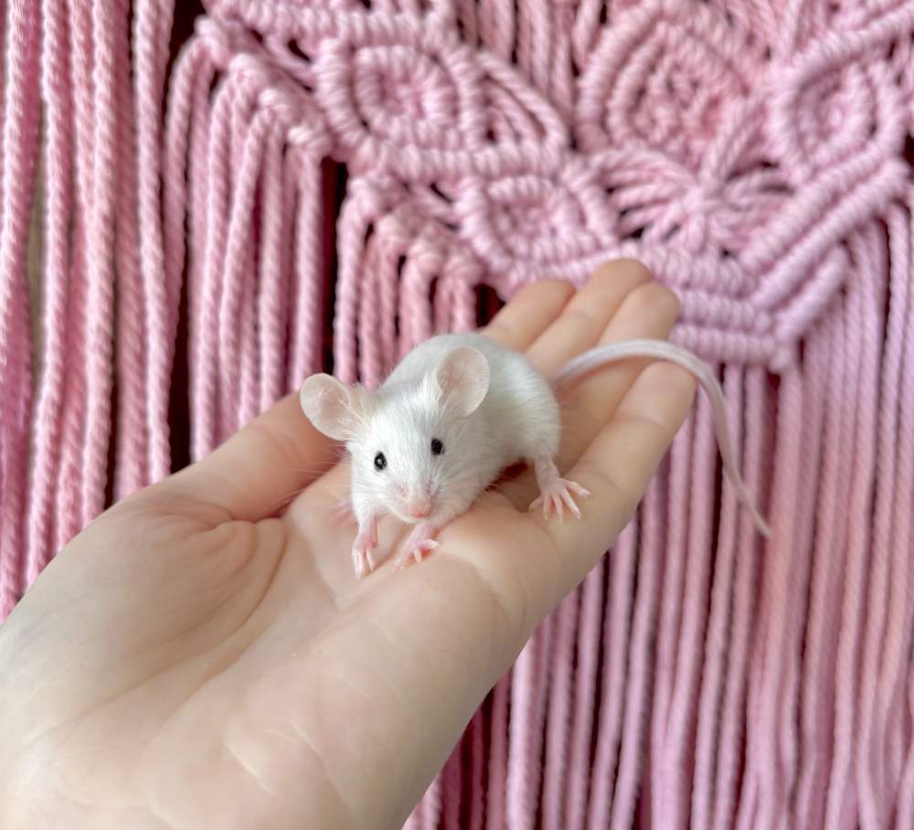 Fancy mouse Pet only Mus musculus 