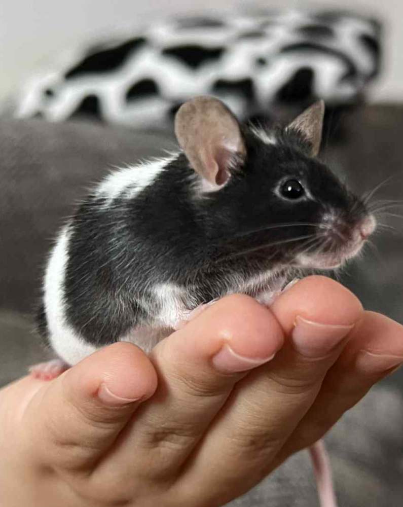 Fancy mouse Breeder Mus musculus 