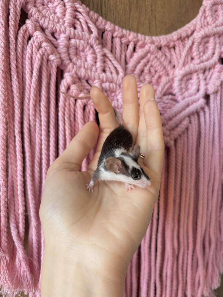 Fancy mouse Pet only Mus musculus 
