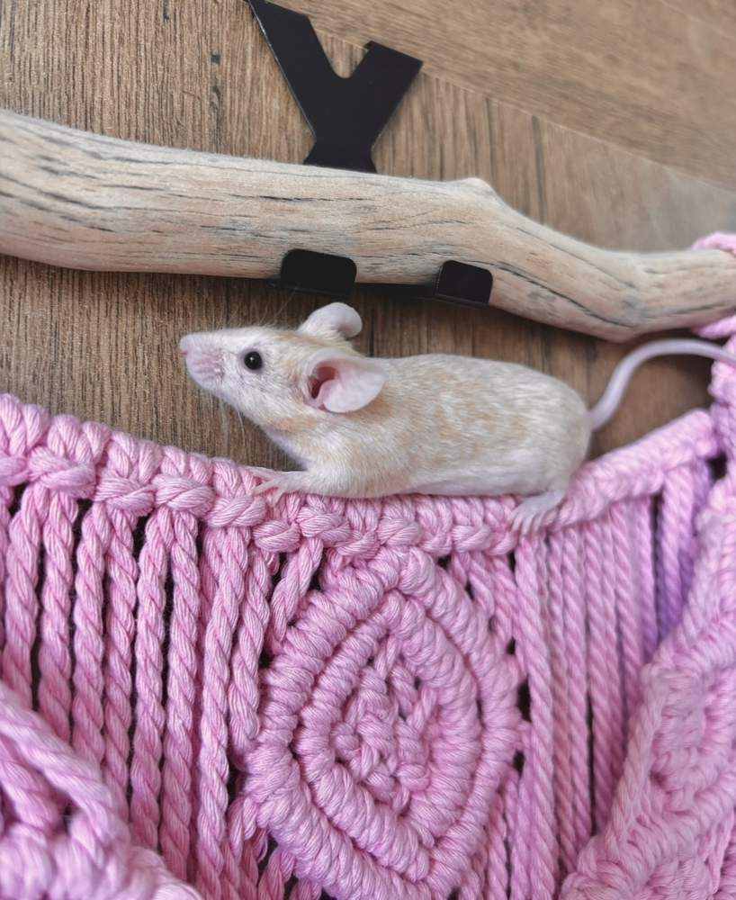 Fancy mouse Breeder Mus musculus 