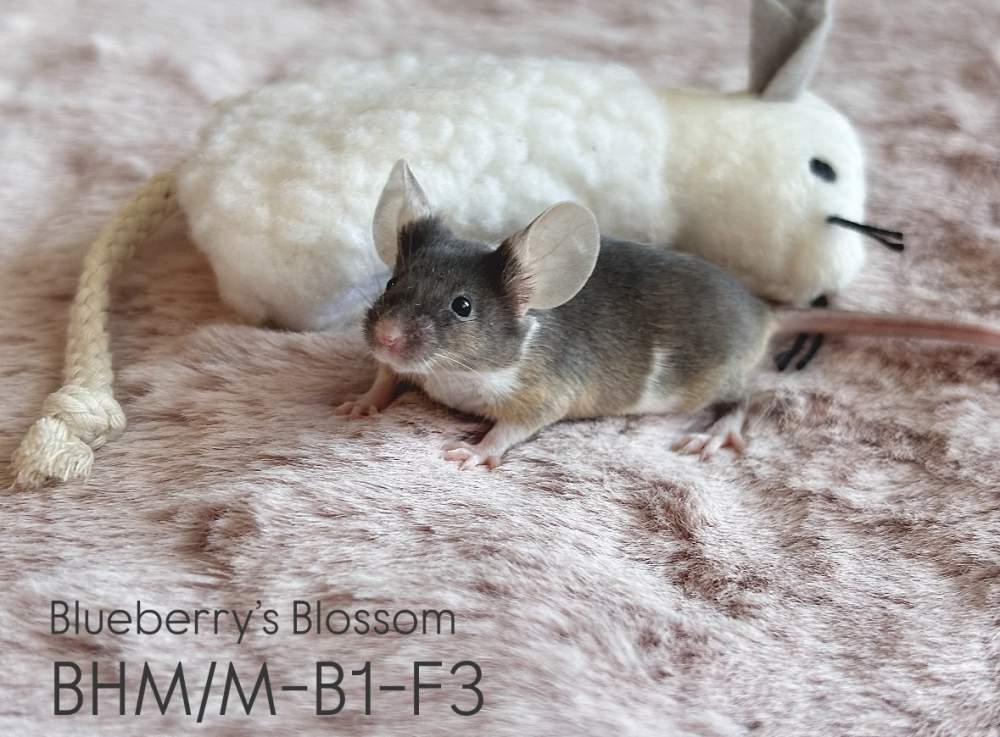 Fancy mouse Pet only Mus musculus 
