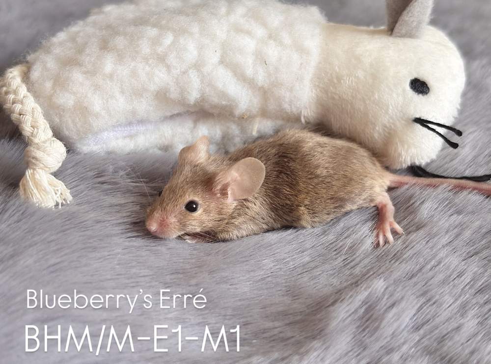 Fancy mouse Pet only Mus musculus 