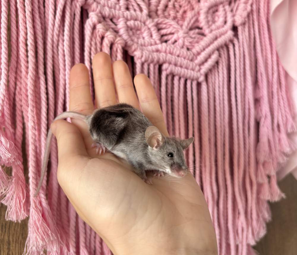 Fancy mouse Breeder Mus musculus 