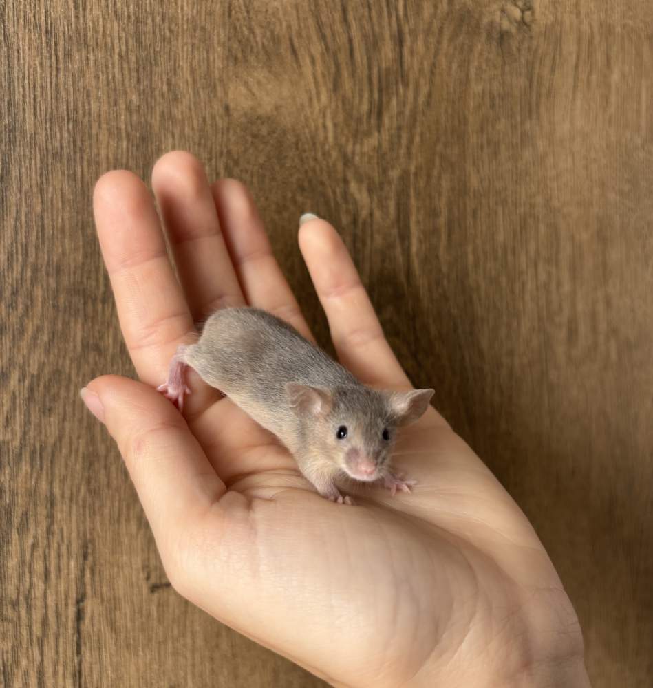 Fancy mouse Pet only Mus musculus 