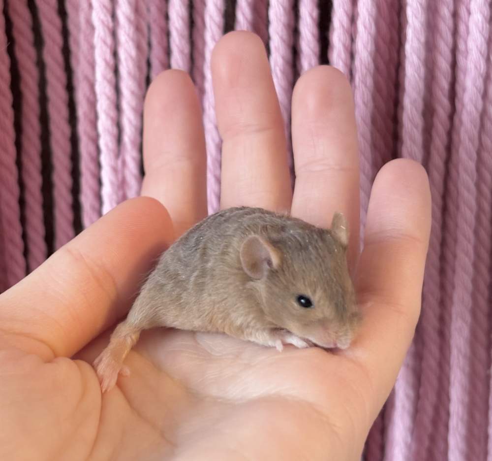 Fancy mouse Pet only Mus musculus 