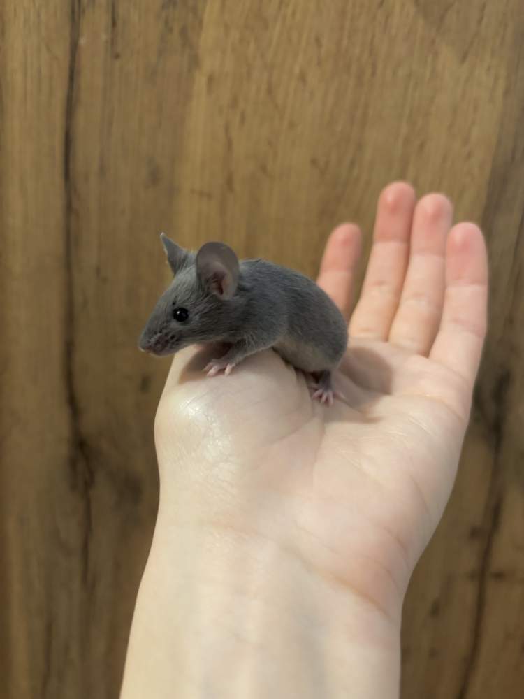 Fancy mouse Pet only Mus musculus 