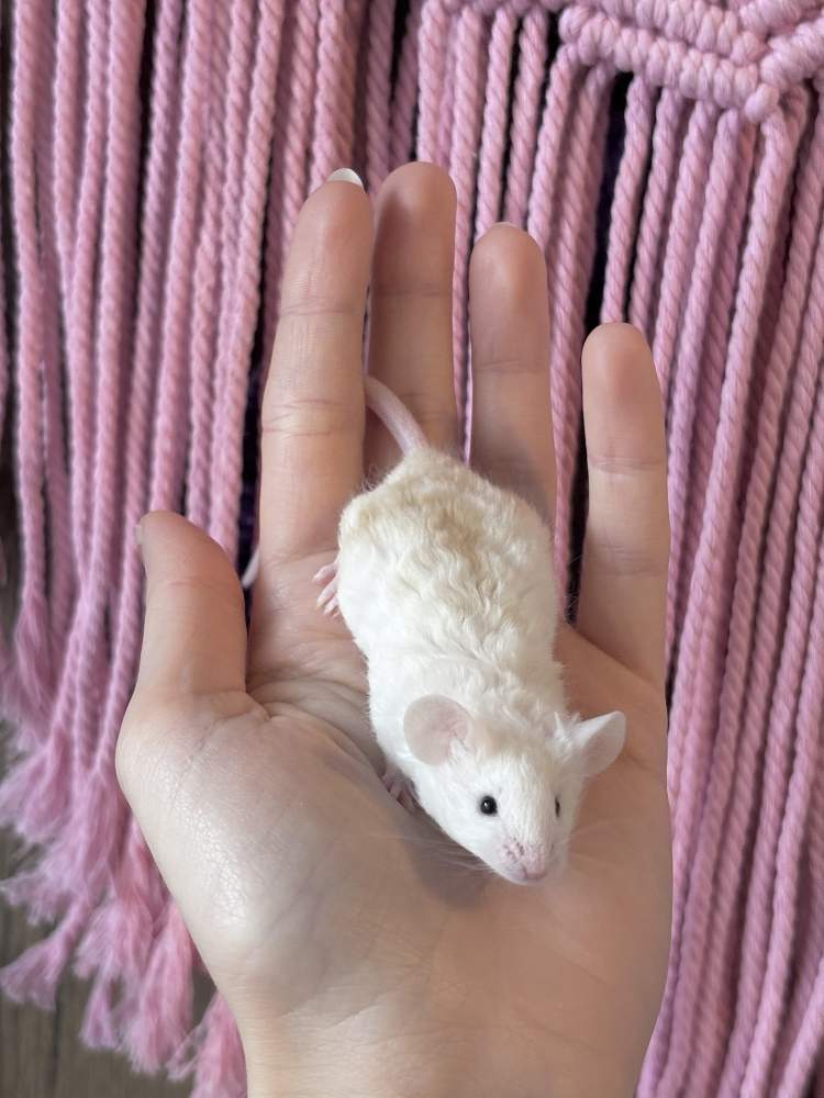 Fancy mouse Breeder Mus musculus 