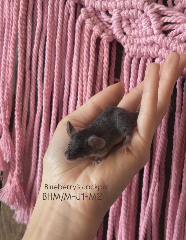 Fancy mouse Pet only Mus musculus 