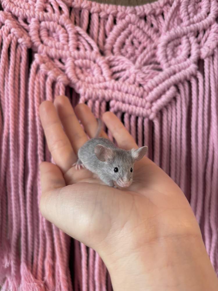 Fancy mouse Pet only Mus musculus 