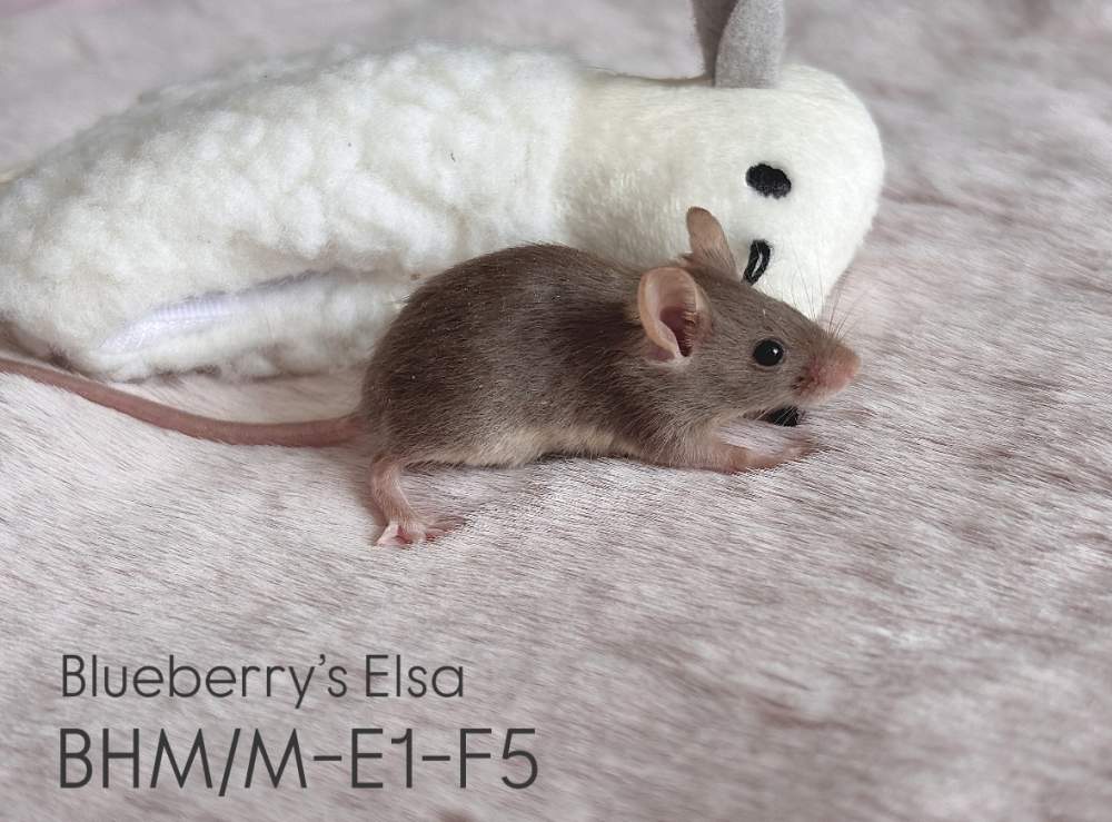 Fancy mouse Pet only Mus musculus 