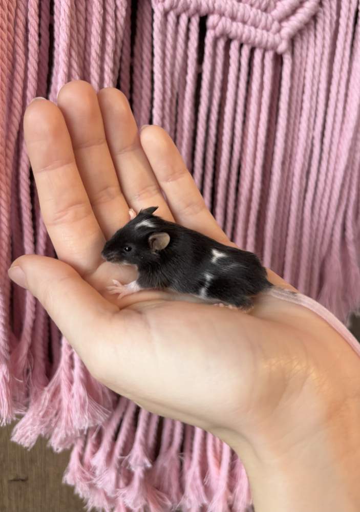 Fancy mouse Breeder Mus musculus 