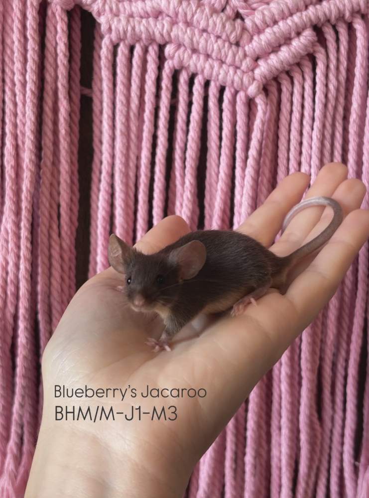 Fancy mouse Pet only Mus musculus 