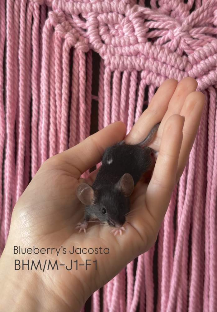 Fancy mouse Pet only Mus musculus 