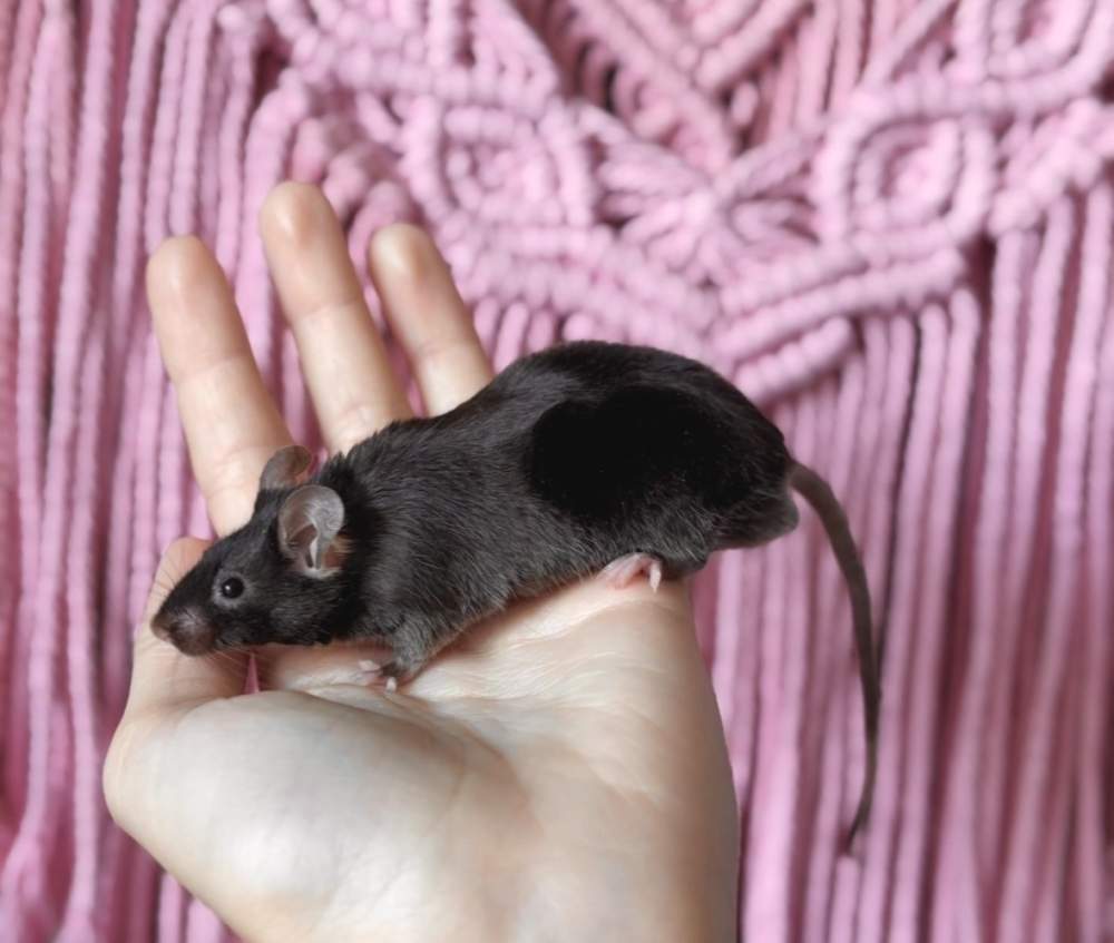 Fancy mouse Breeder Mus musculus 