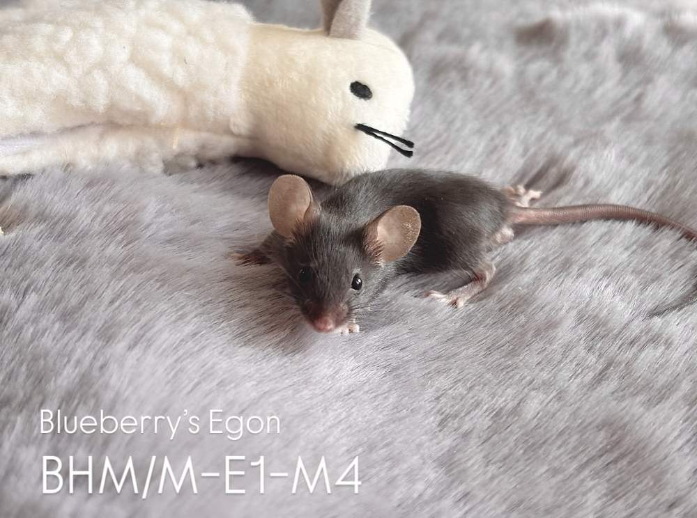 Fancy mouse Pet only Mus musculus 