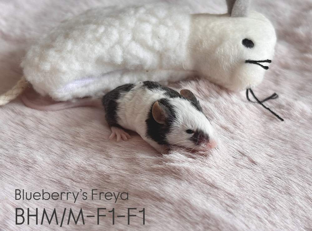 Fancy mouse Pet only Mus musculus 