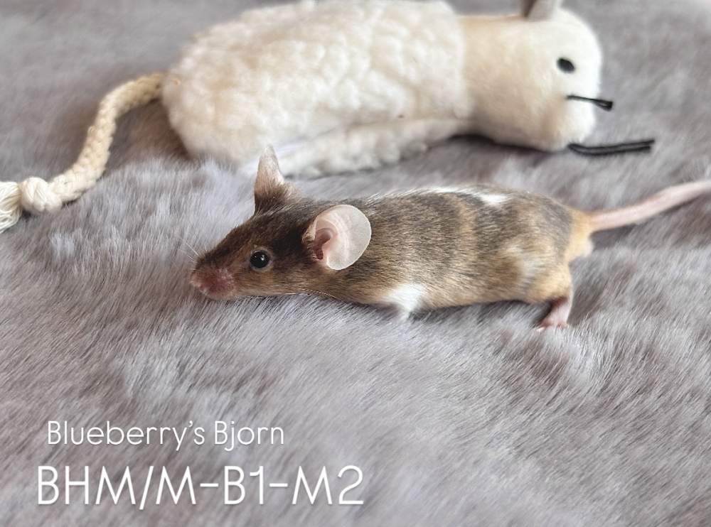 Fancy mouse Pet only Mus musculus 