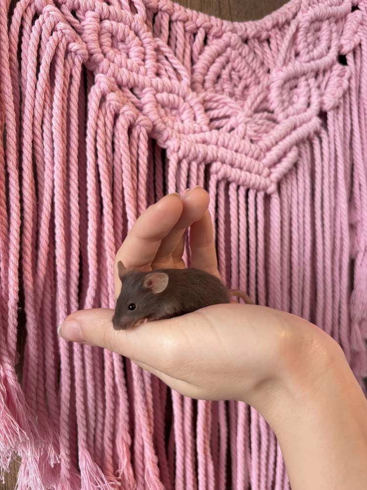 Fancy mouse Pet only Mus musculus 
