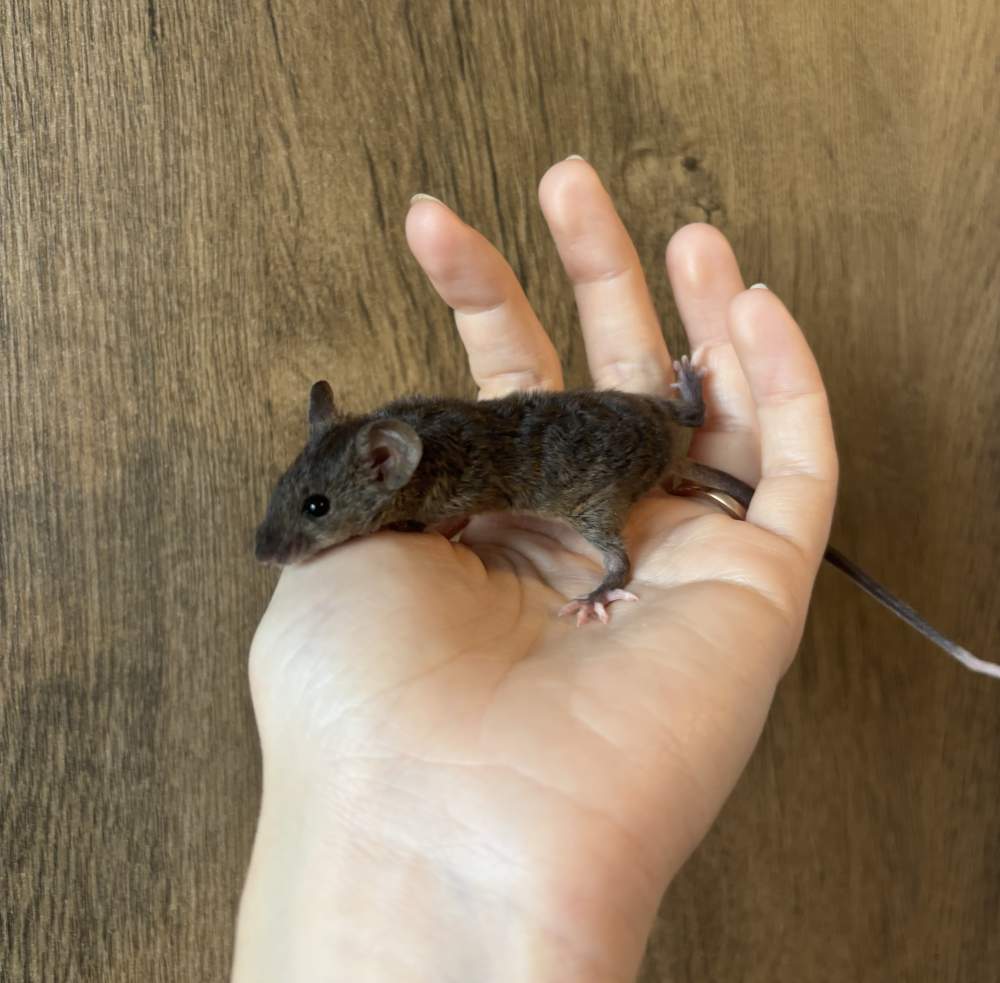 Fancy mouse Pet only Mus musculus 