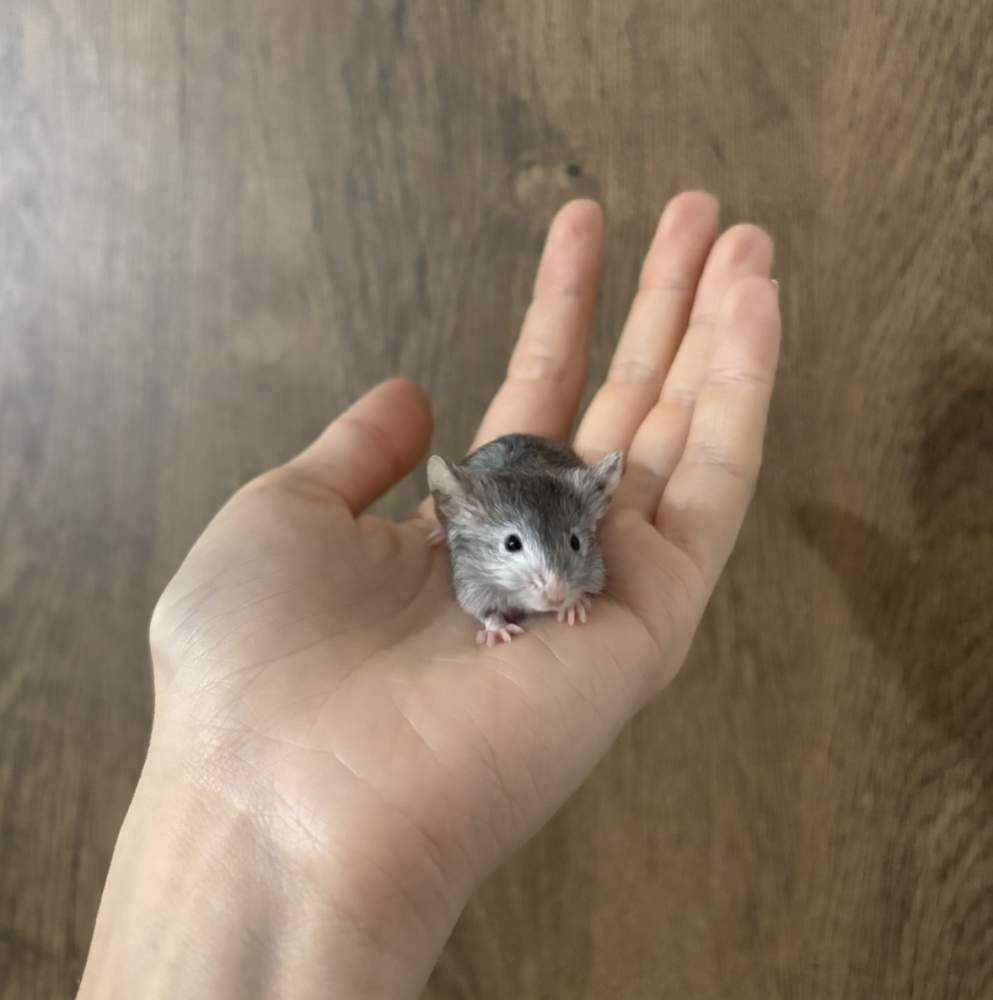 Fancy mouse Pet only Mus musculus 