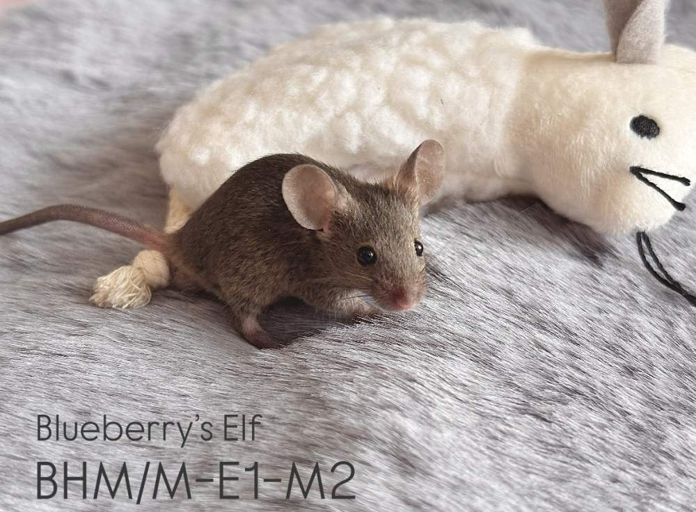 Fancy mouse Pet only Mus musculus 