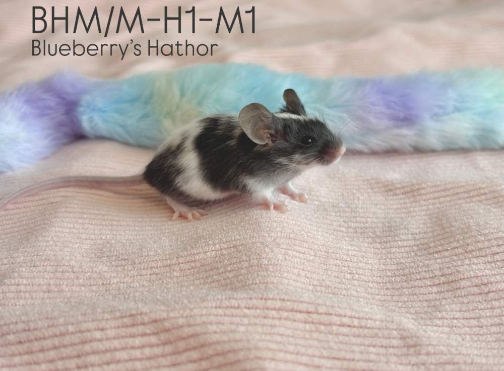 Fancy mouse Pet only Mus musculus 