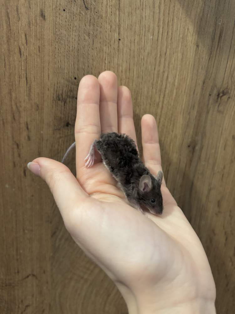 Fancy mouse Pet only Mus musculus 