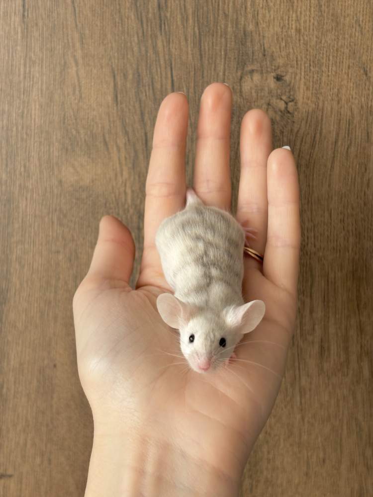 Fancy mouse Breeder Mus musculus 