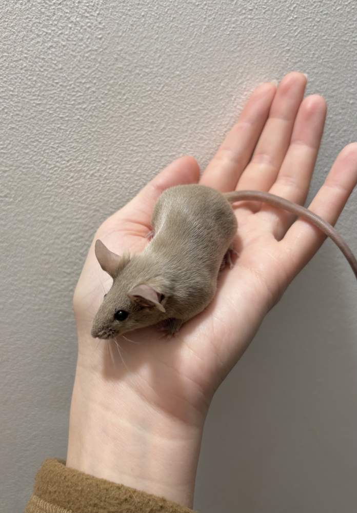 Fancy mouse Breeder Mus musculus 