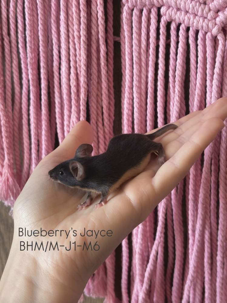 Fancy mouse Pet only Mus musculus 