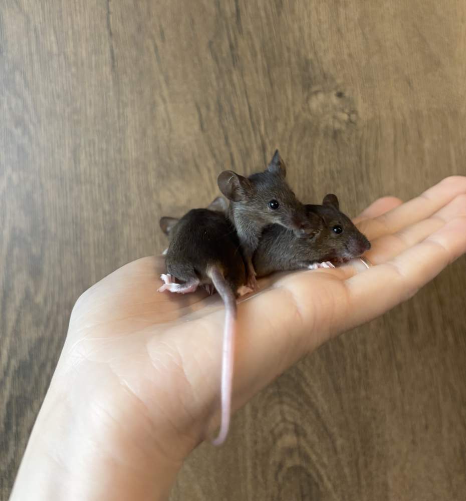 Fancy mouse Breeder Mus musculus 