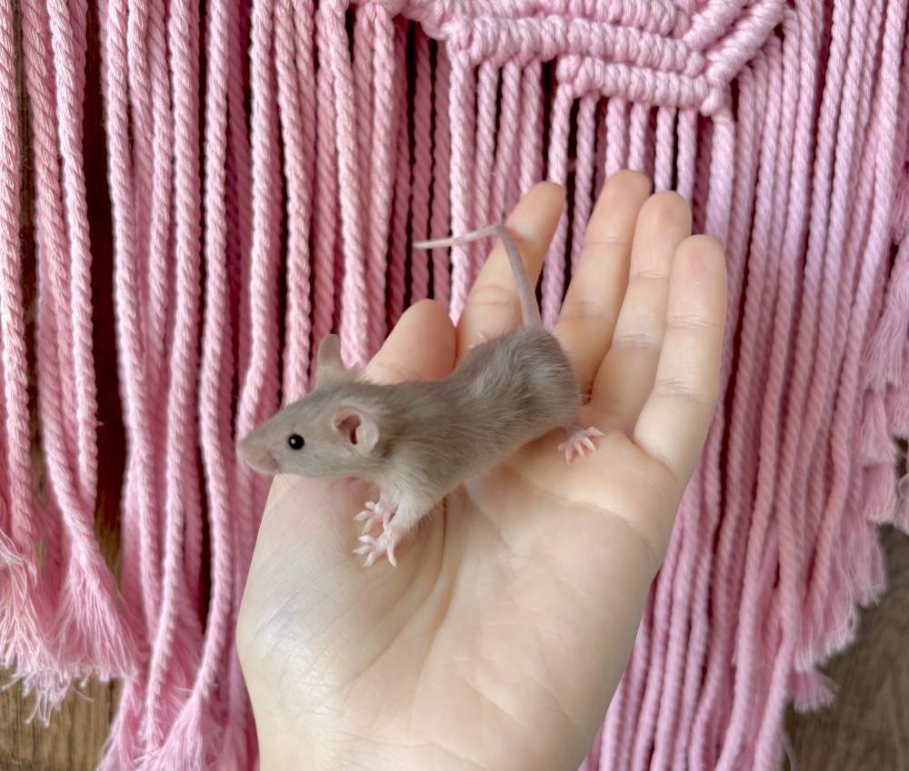 Fancy mouse Pet only Mus musculus 