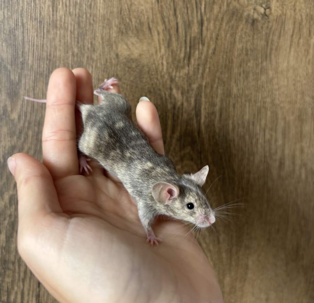 Fancy mouse Pet only Mus musculus 