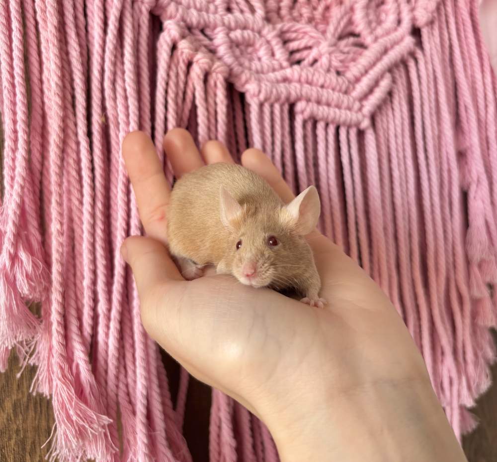 Fancy mouse Breeder Mus musculus 