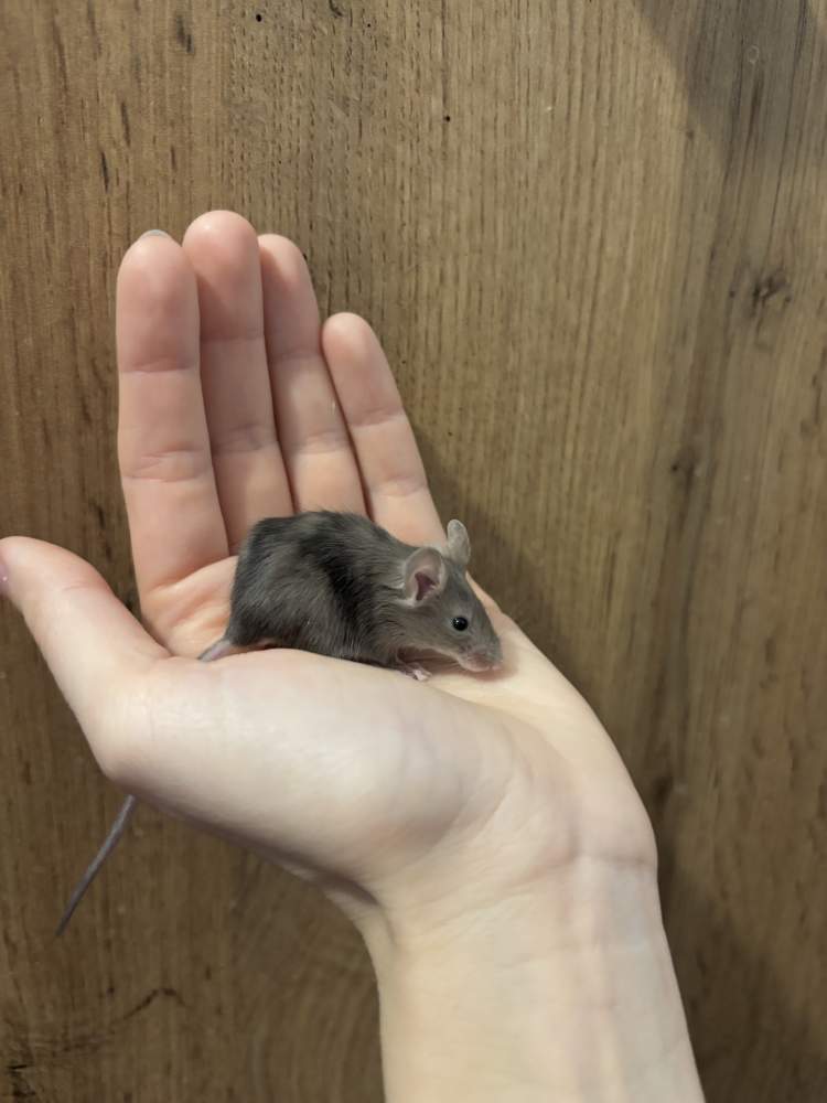 Fancy mouse Pet only Mus musculus 