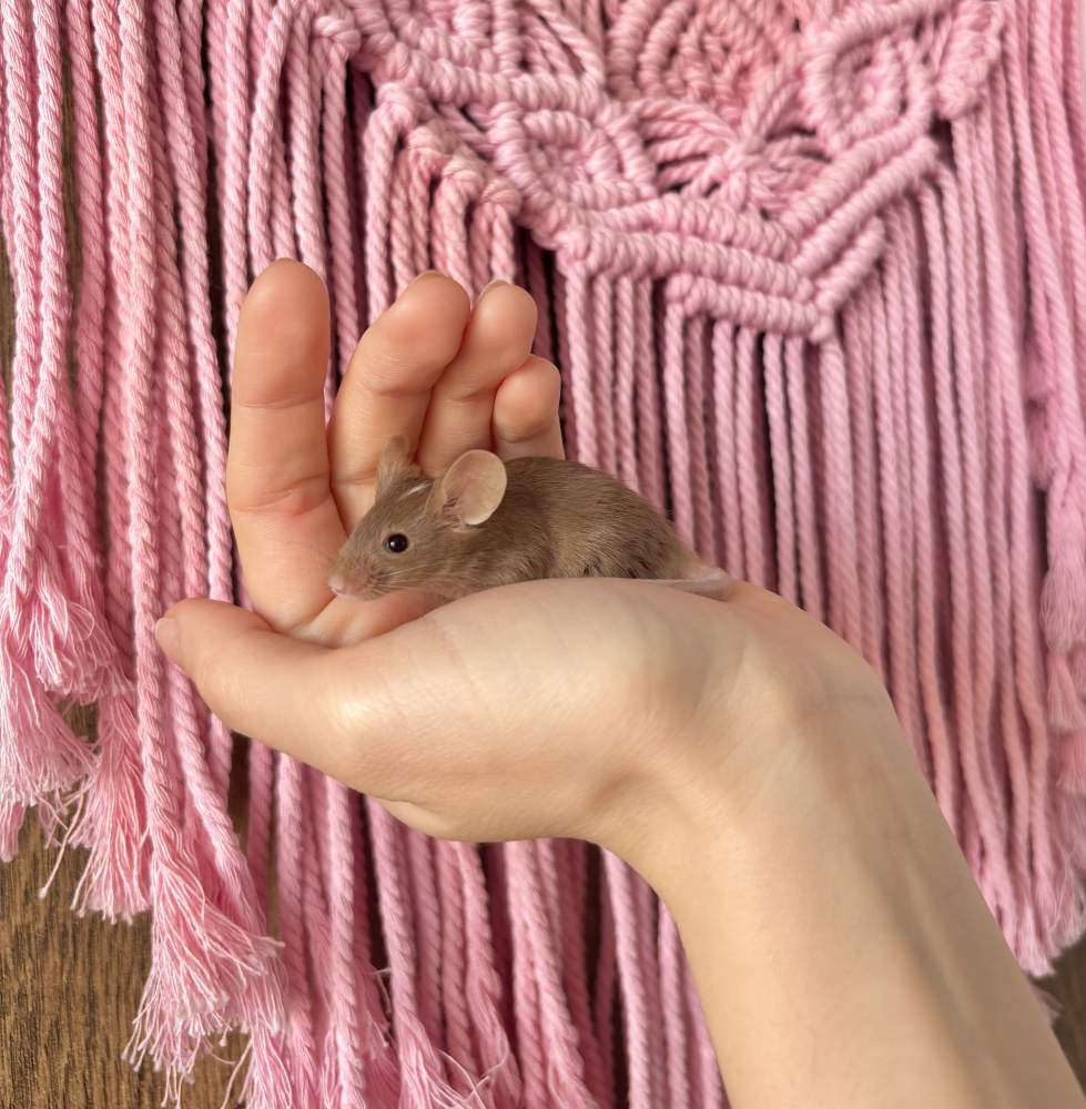 Fancy mouse Breeder Mus musculus 