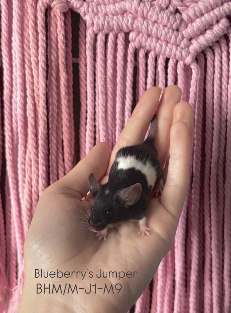 Fancy mouse Pet only Mus musculus 