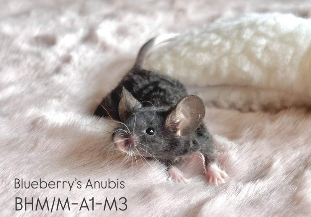 Fancy mouse Pet only Mus musculus 
